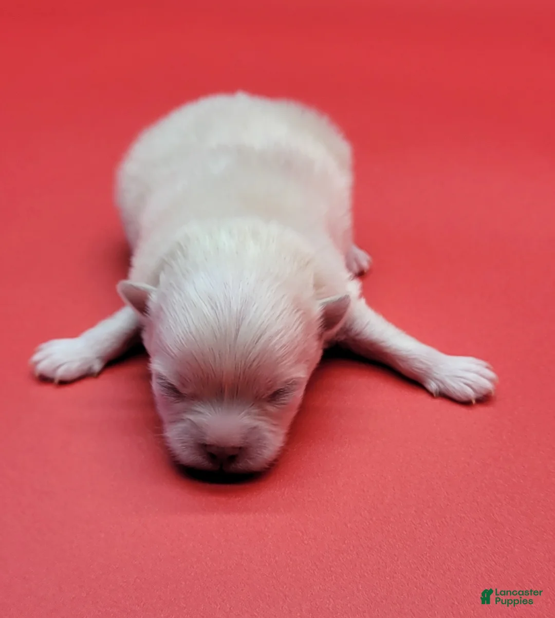 Pomeranian dogs for sale: Pomeranian Puppy 2 - Ad 1