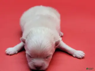 Pomeranian dogs Pomeranian Puppy 2 - Ad 2