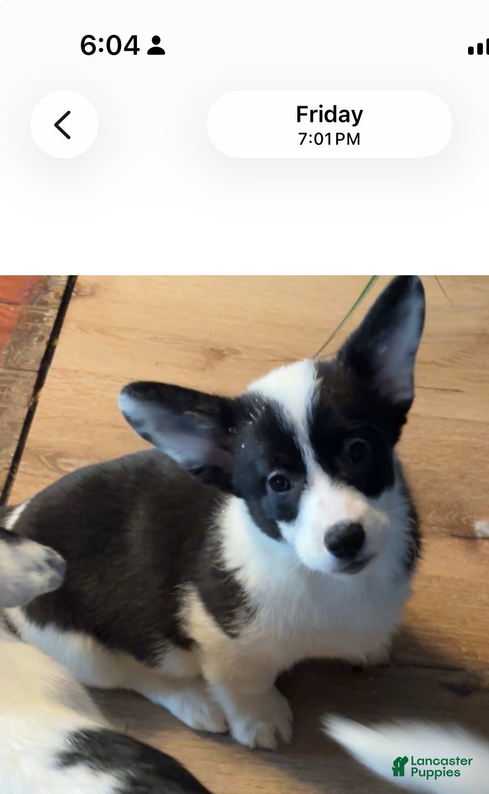 American Corgi dogs Purdy - Ad 16