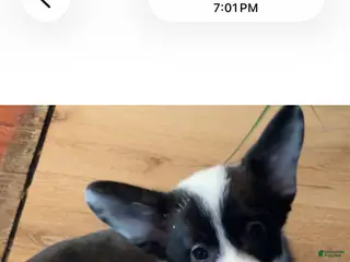 American Corgi dogs Purdy - Ad 16