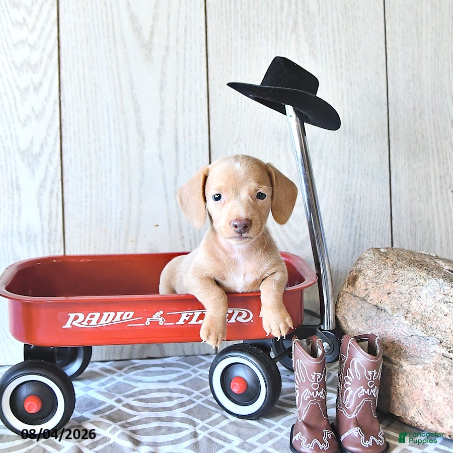 Miniature Dachshund dogs Randy - Ad 1
