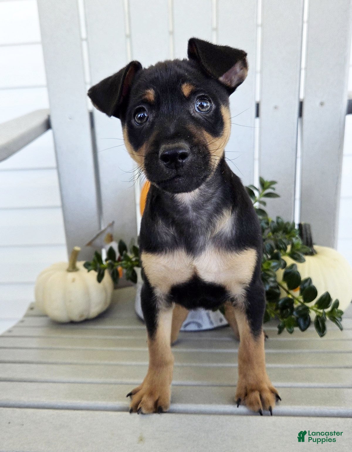 Miniature Pinscher dogs Dexter - Ad 2