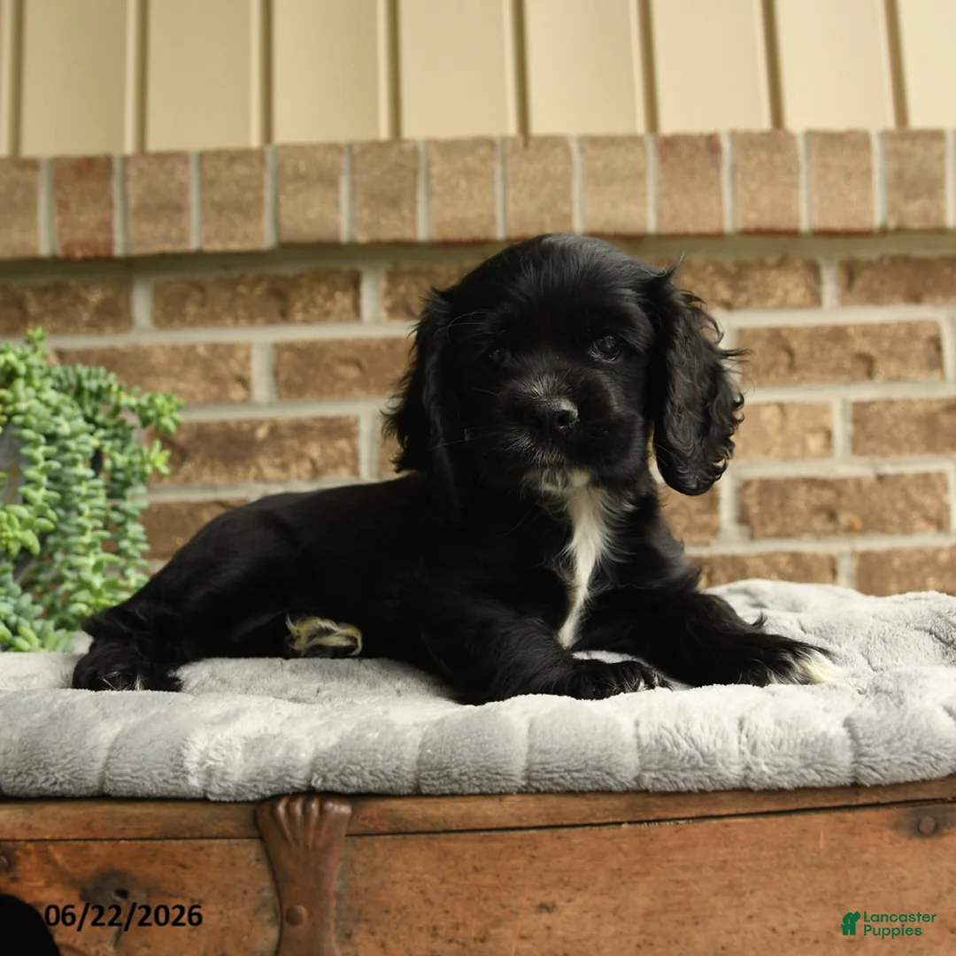 English Cocker Spaniel dogs for sale: Mindy - Ad 3