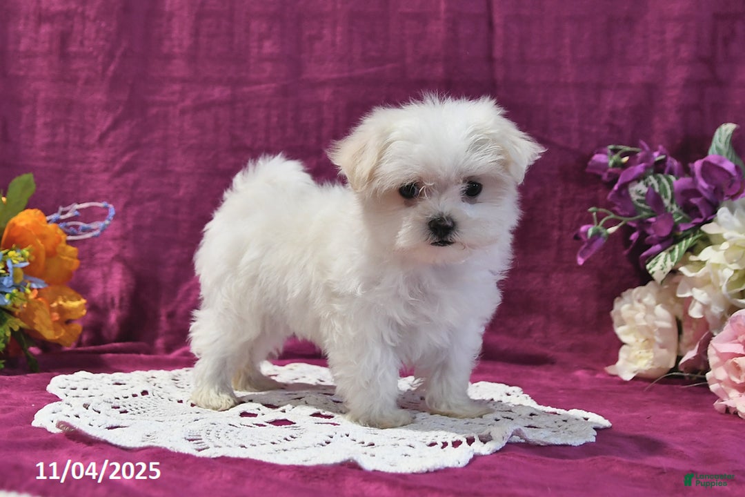 Maltese dogs for sale: Sharla - Ad 5