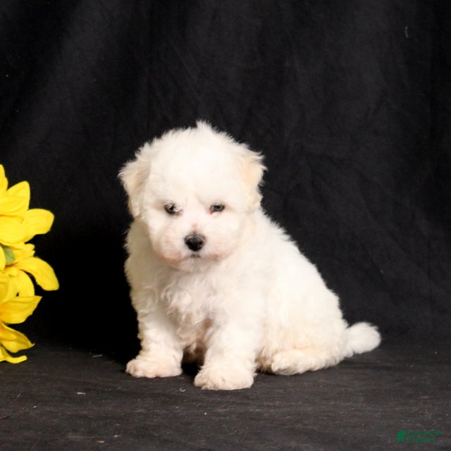Bichon Frise dogs Sara - Ad 2