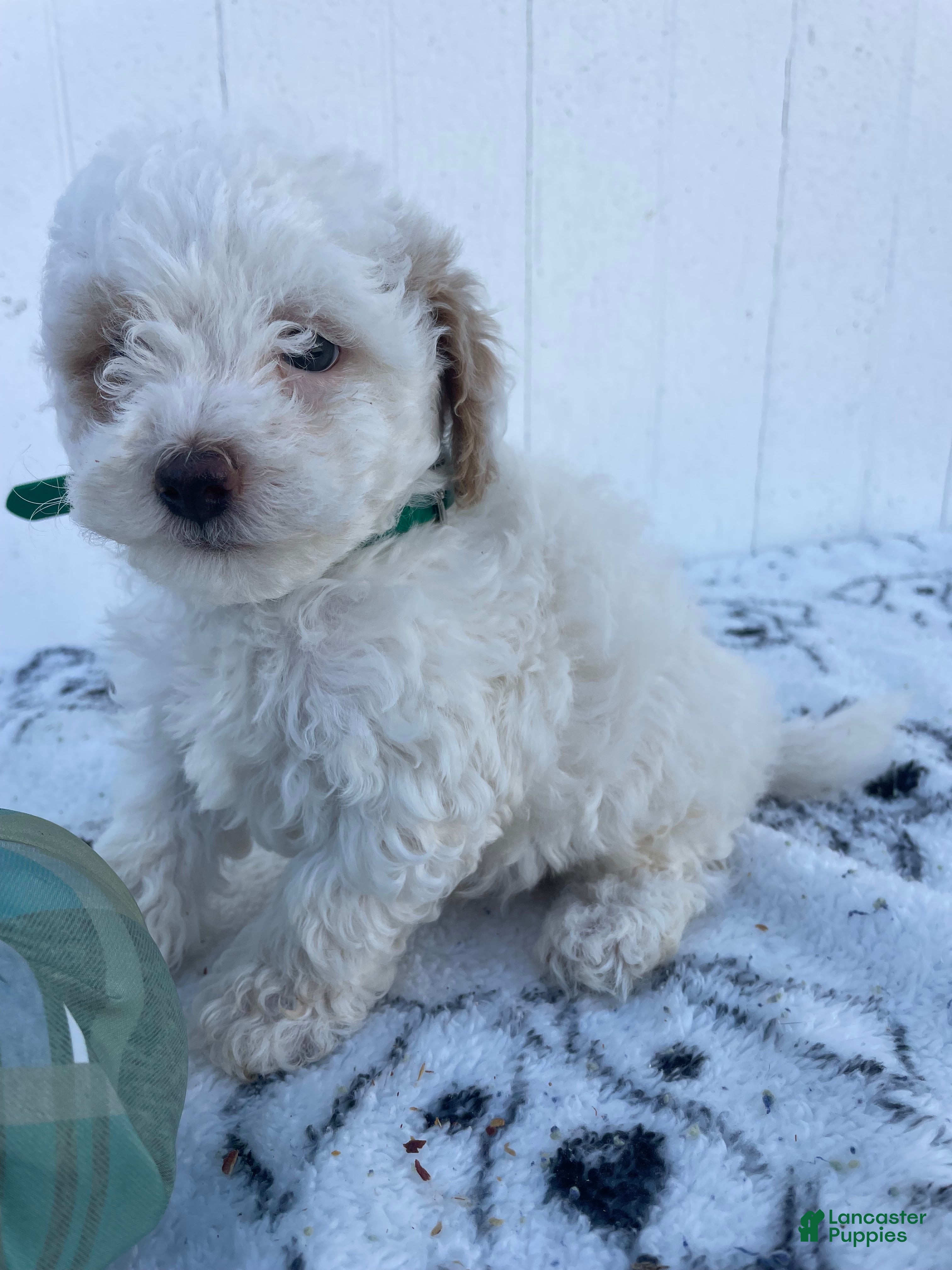 Yorkiepoo dogs for sale: Ernie - Ad 38