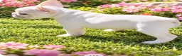 French Bulldog dogs for sale: Ellie - Ad 3