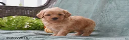Cockapoo dogs for sale: Lucky - Ad 1