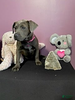 Mixed Breed dogs Mrs Brown - Ad 2