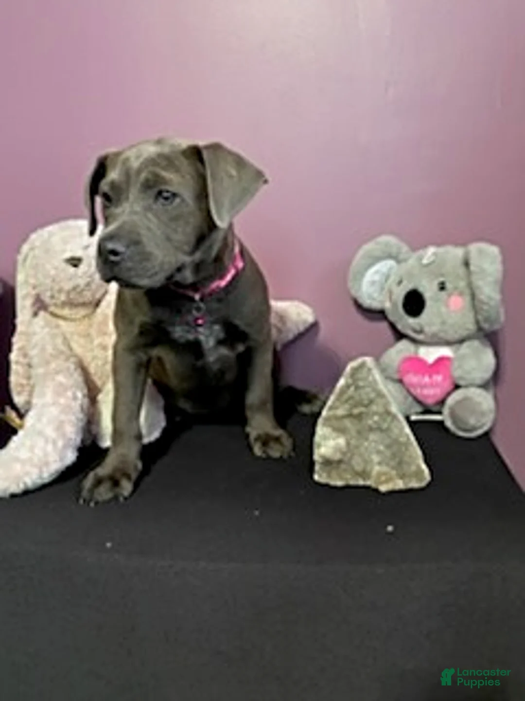 Mixed Breed dogs for sale: Mrs Brown - Ad 2