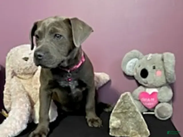 Mixed Breed dogs for sale: Mrs Brown - Ad 2