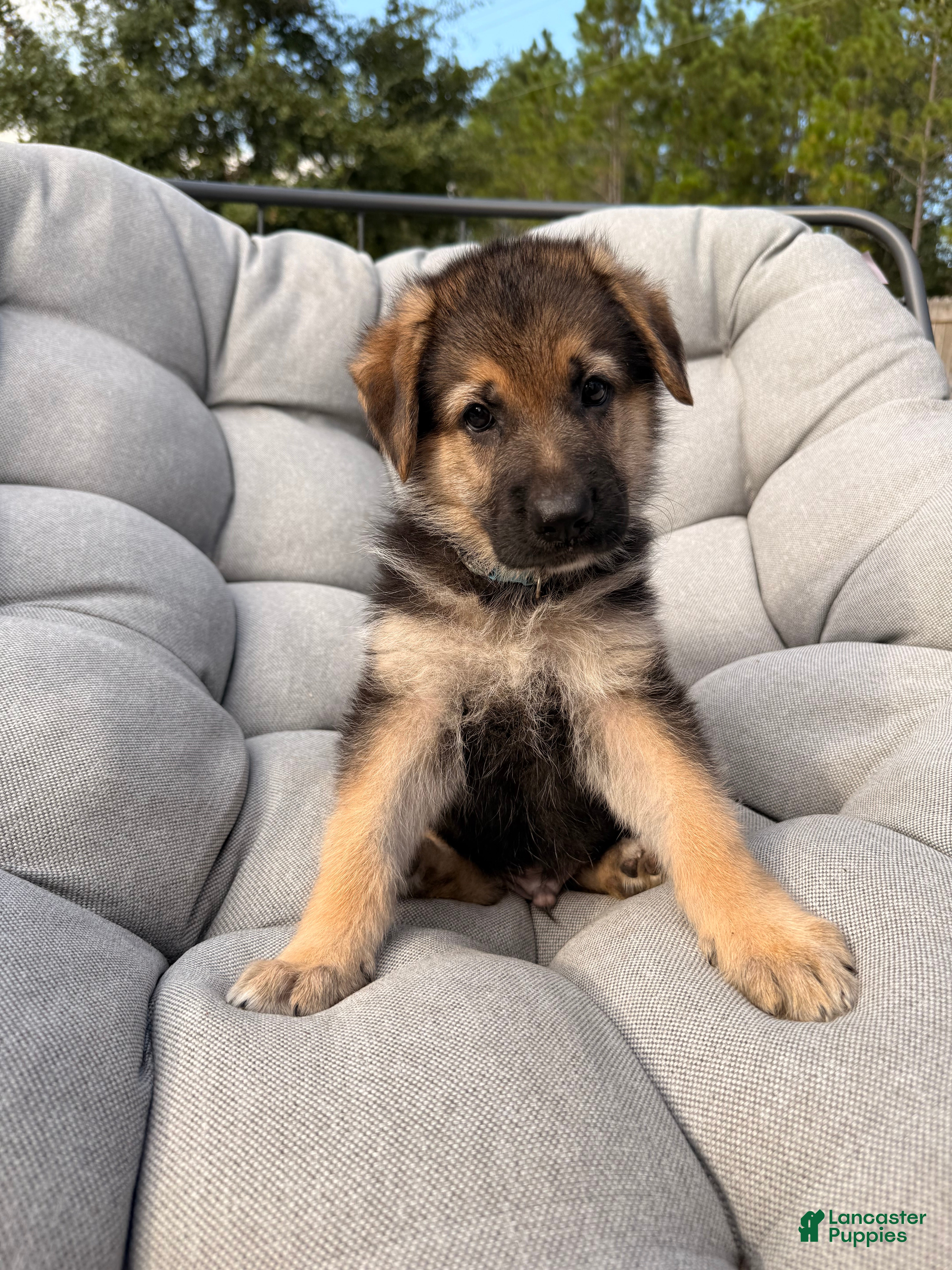 German Shepherd dogs Milo - Ad 41
