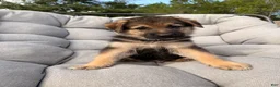 German Shepherd dogs for sale: Milo - Ad 1