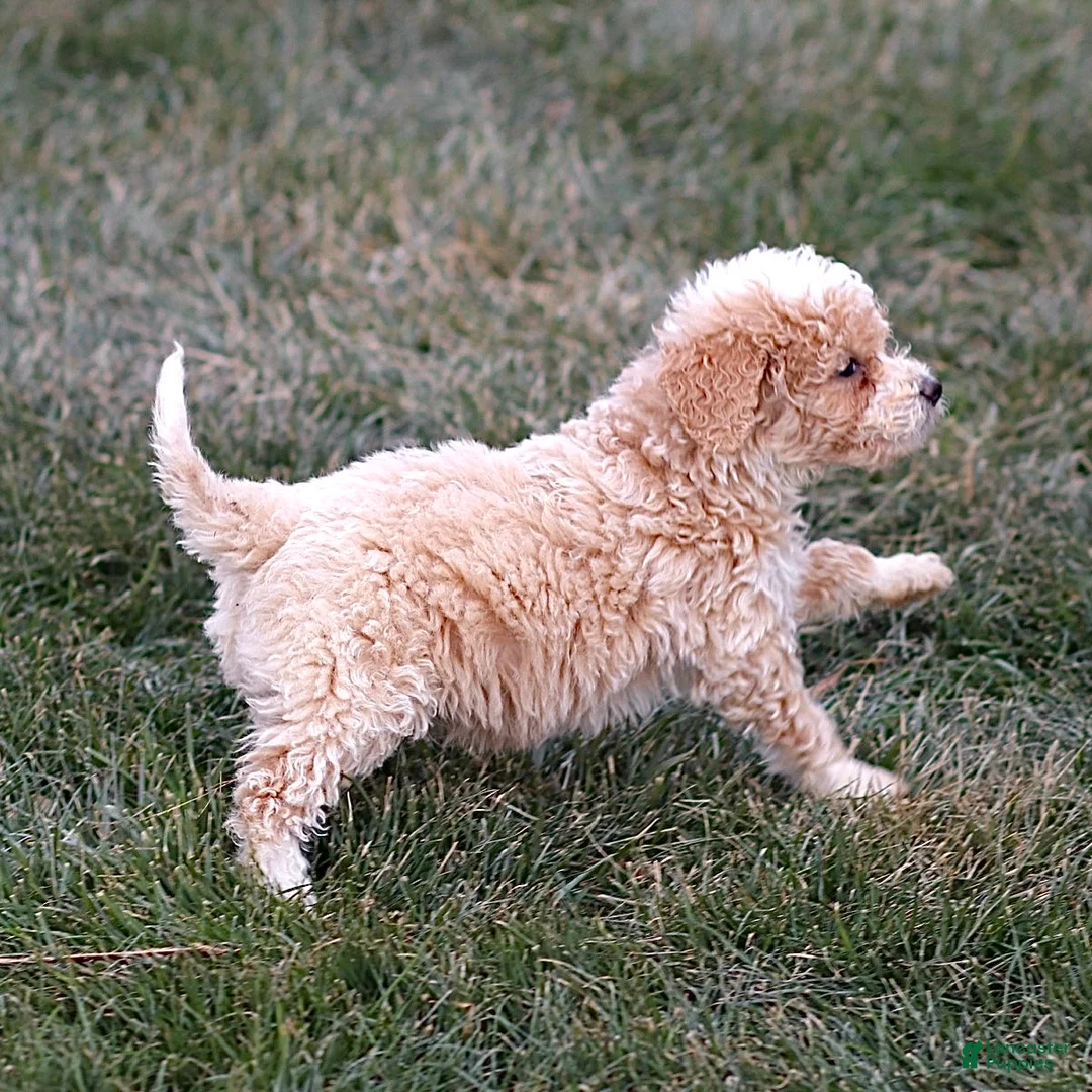 Mini Bernedoodle dogs for sale: Hans - Ad 7