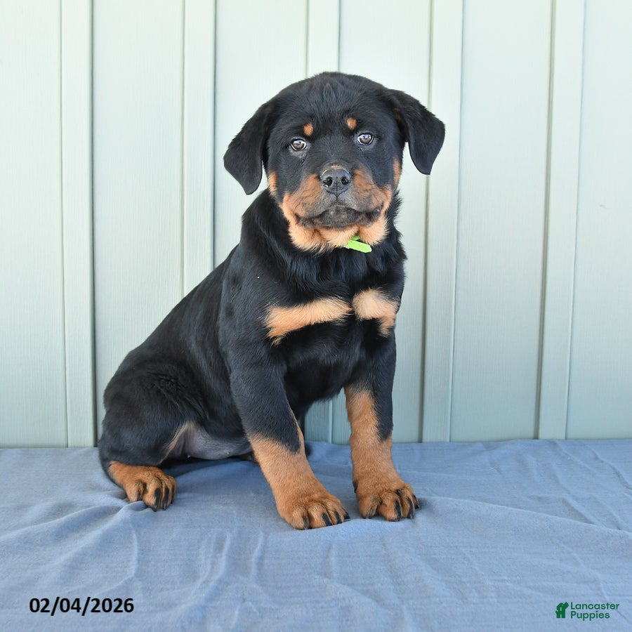 Rottweiler dogs Tulip - Ad 14