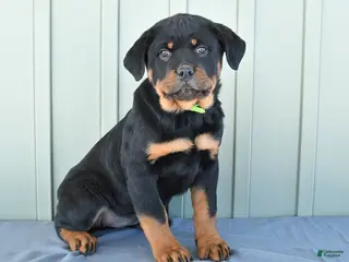Rottweiler dogs Tulip - Ad 14
