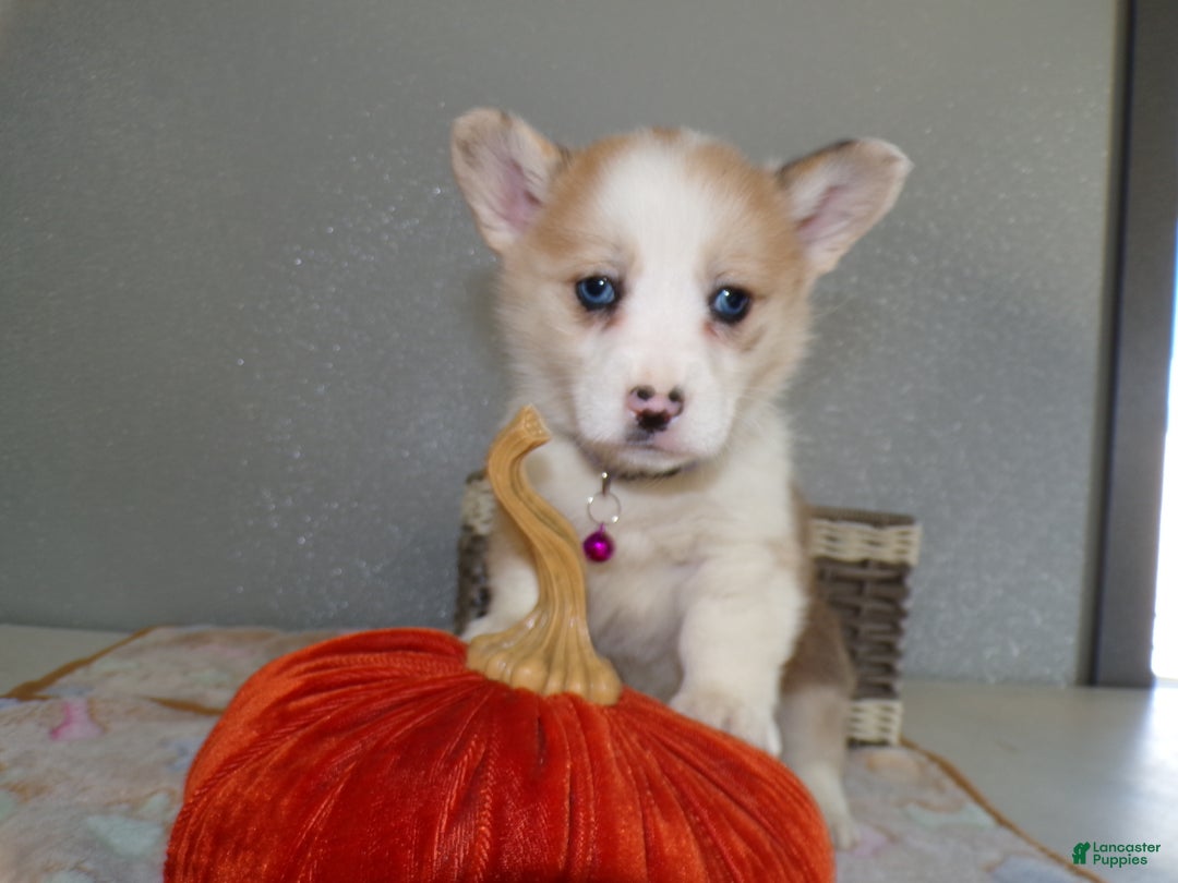 Gallery Image {{count}}