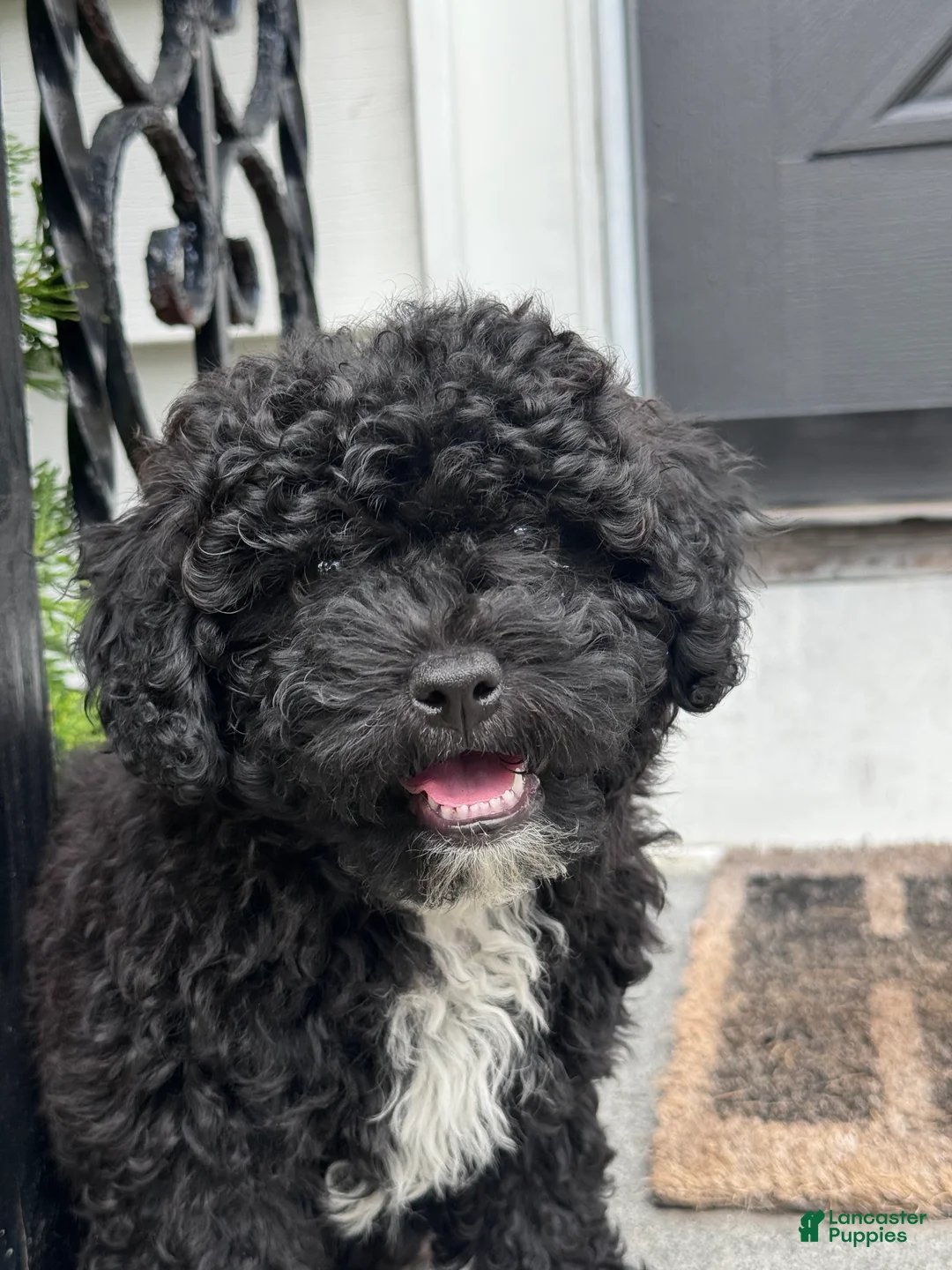 Shihpoo dogs for sale: Matcha - Ad 1