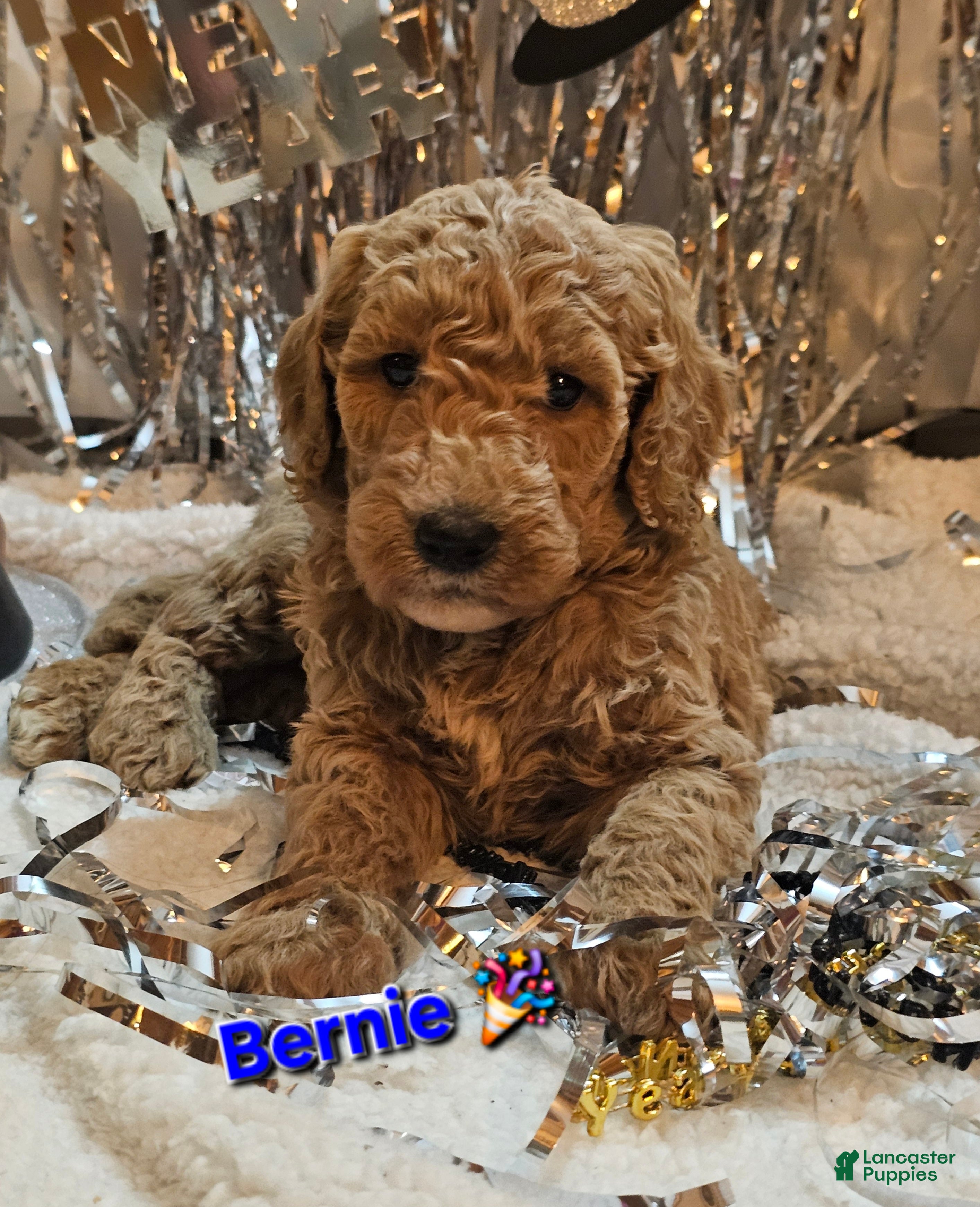 Goldendoodle dogs Bernie - Ad 32