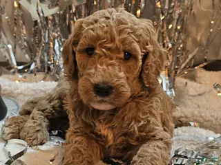 Goldendoodle dogs Bernie - Ad 12