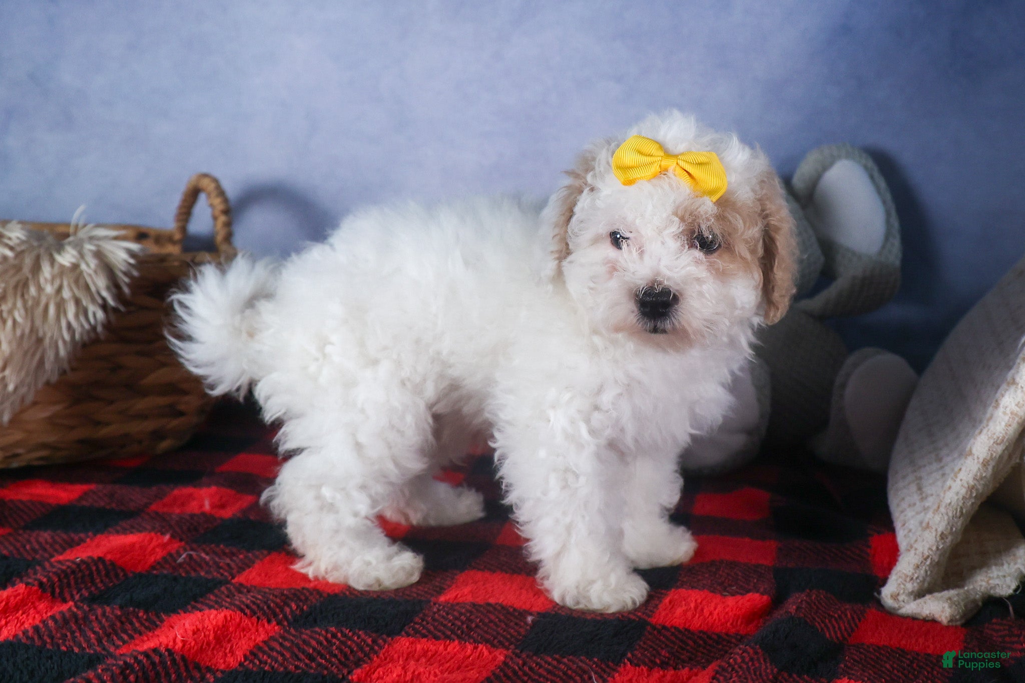 Bichpoo dogs Snowflake - Ad 1