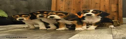 Beagle dogs for sale: Milkyway - Ad 5