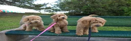 Goldendoodle dogs for sale: Goldendoodle Puppy 2 - Ad 4