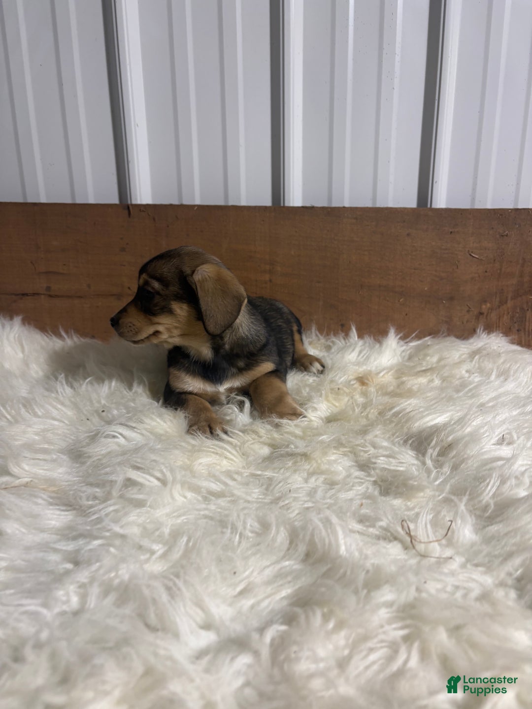 Mixed Breed dogs for sale: Mixed Breed Puppy 6 - Ad 3