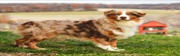 Australian Shepherd dogs for sale: Rufas - Ad 10