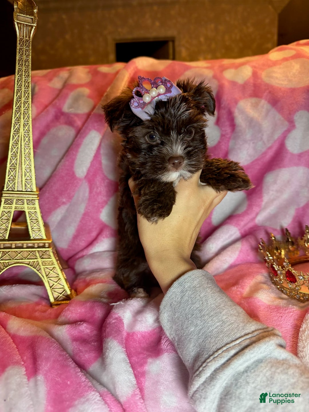 Yorkshire Terrier dogs for sale: Yorkshire Terrier Puppy 4 - Ad 4