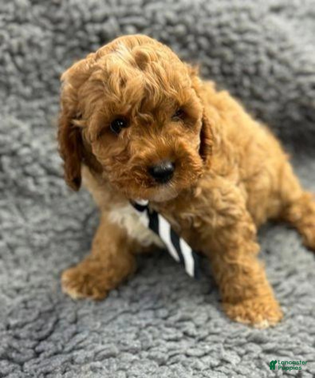 Cavapoo dogs for sale: Greg - Ad 1
