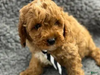 Cavapoo dogs Greg - Ad 7