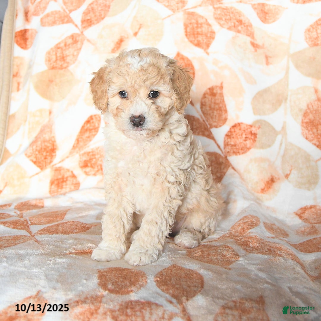 Miniature Poodle dogs for sale: Dallas - Ad 2