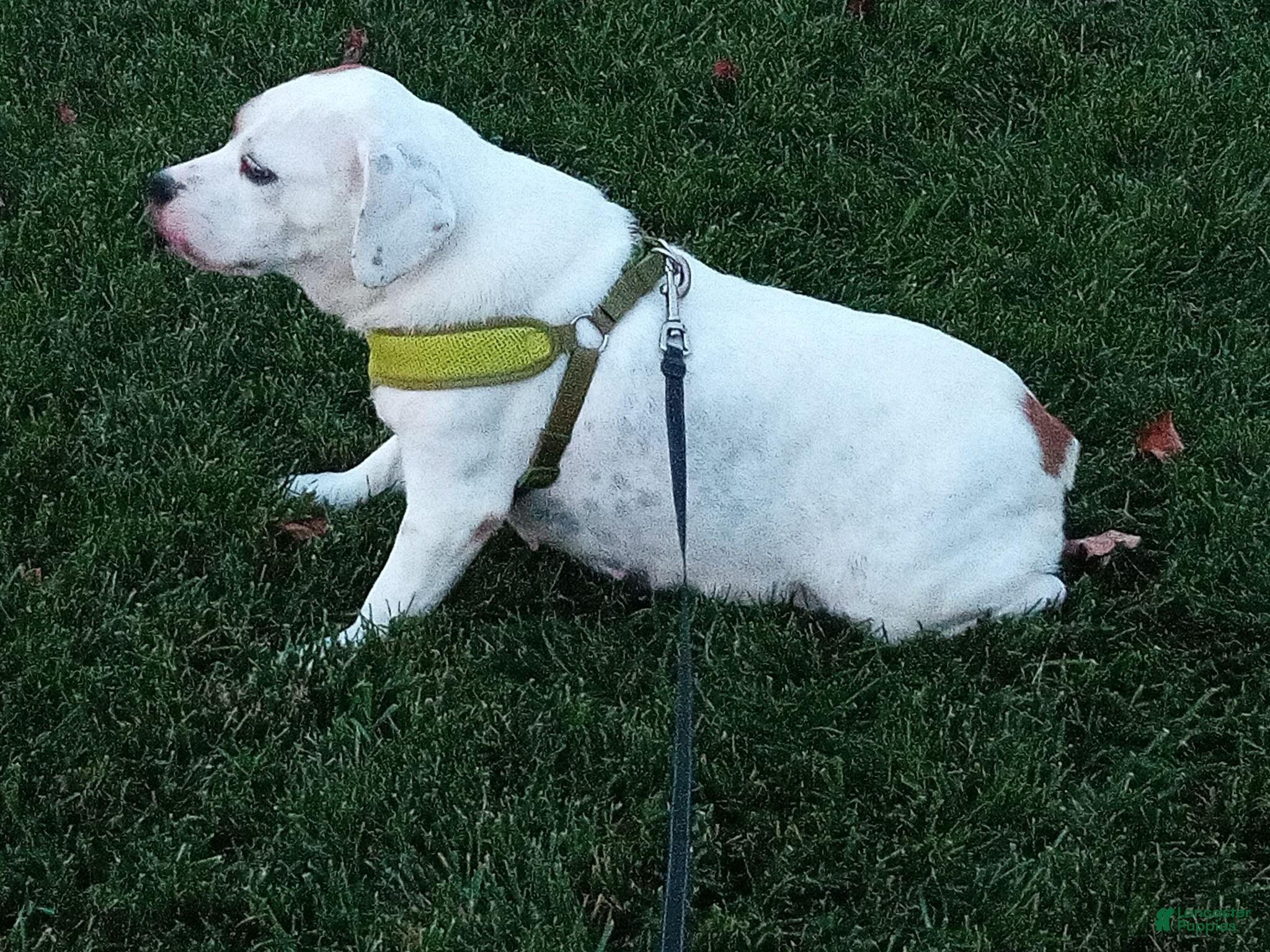 Beabull dogs for sale: Cole - Ad 5