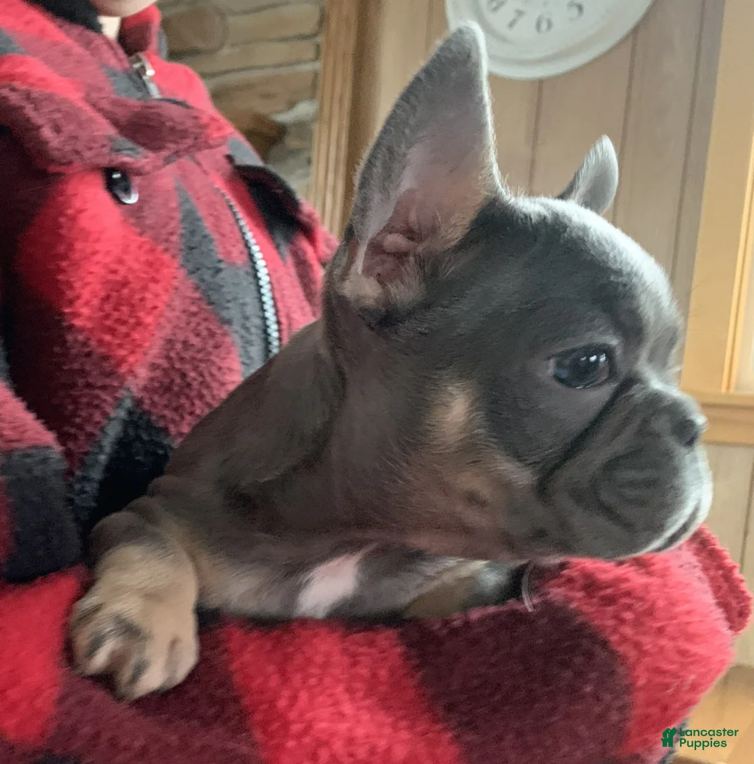 French Bulldog dogs for sale: Lily - Ad 3