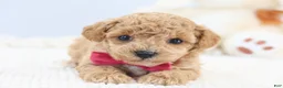 Toy Poodle dogs for sale: Allie - Ad 4