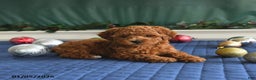 Toy Poodle dogs for sale: Pal   - Ad 3