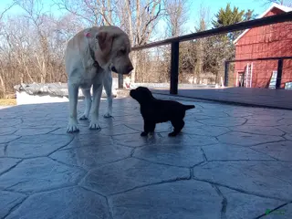 Labrador Retriever dogs for sale: Sadie Jane - Ad 4