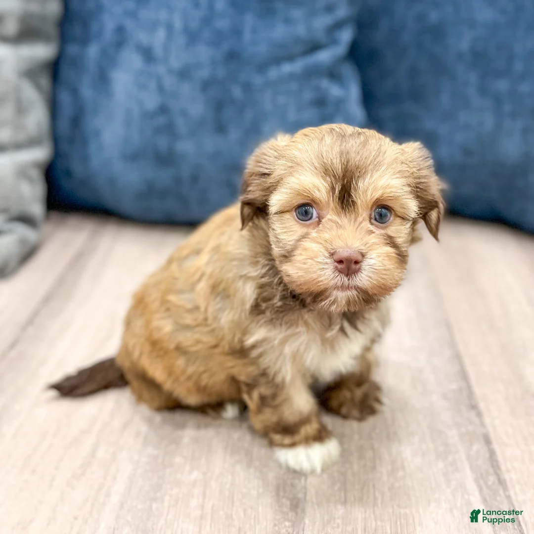 Havanese dogs for sale: Delilah - Ad 1