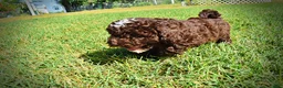 Havapoo dogs for sale: Juno-LABOR DAY SALE-TAKE $100 OFF!!! - Ad 18