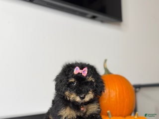 Miniature Poodle dogs - Ad 28