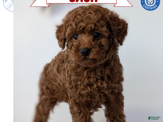 Toy Poodle dogs Cash - Ad 2