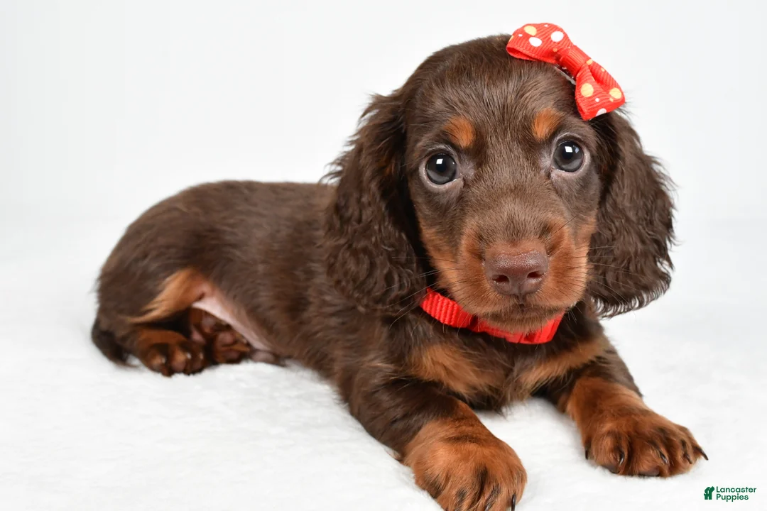 Miniature Dachshund dogs for sale: Toby - Ad 1