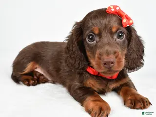 Miniature Dachshund dogs for sale: Toby - Ad 3