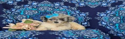 Mini Bernedoodle dogs for sale: Gemini Hypoallergenic - Ad 5