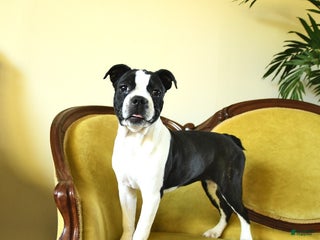 Boston Terrier dogs - Ad 3