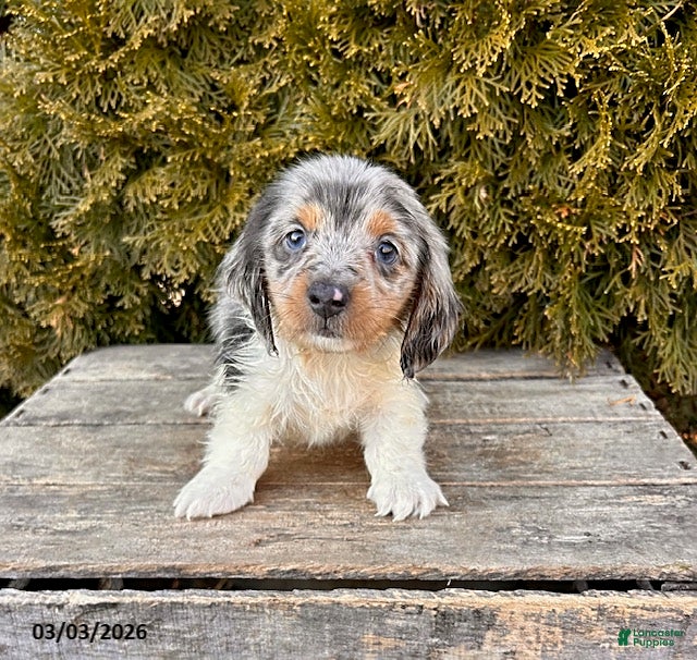 Dachshund dogs Cosmo  - Ad 2