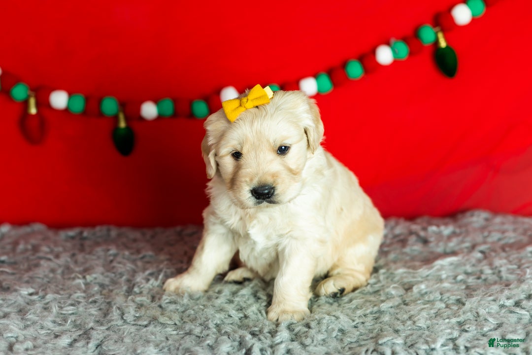 Golden Retriever dogs for sale: Scarlett - Ad 2