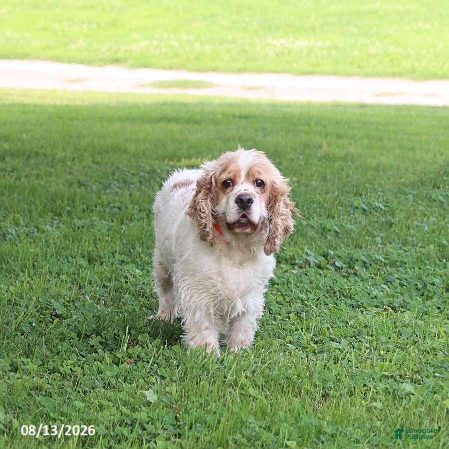 English Cocker Spaniel dogs Princess - Ad 2