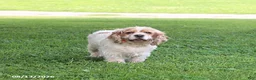 English Cocker Spaniel dogs for sale: Princess - Ad 2